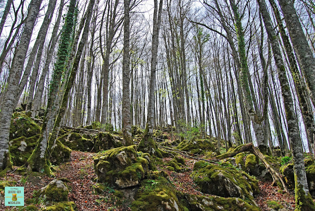 Selva de Irati, Navarra