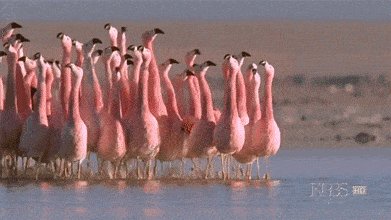 a_5659197746_b915c3daef23b11d519913fe7f49b2bce71b1224.gif