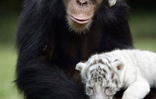 DIVERSIDAD DE ANIMALES.