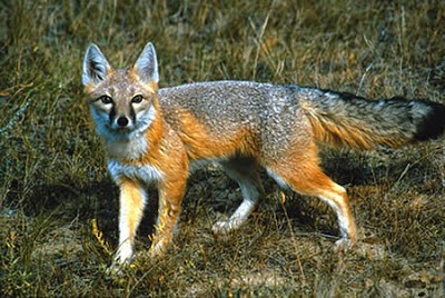 Swift Fox