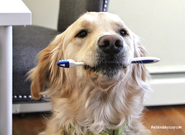 golden retriever dog holding toothbrush in it's mouth
