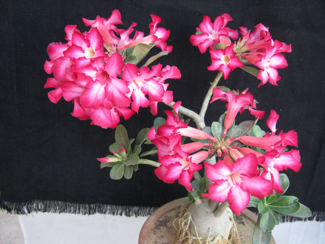 Jaipur Nursery / jaipur bonsai nursery / bonsai jaipur Bonsai Adenium