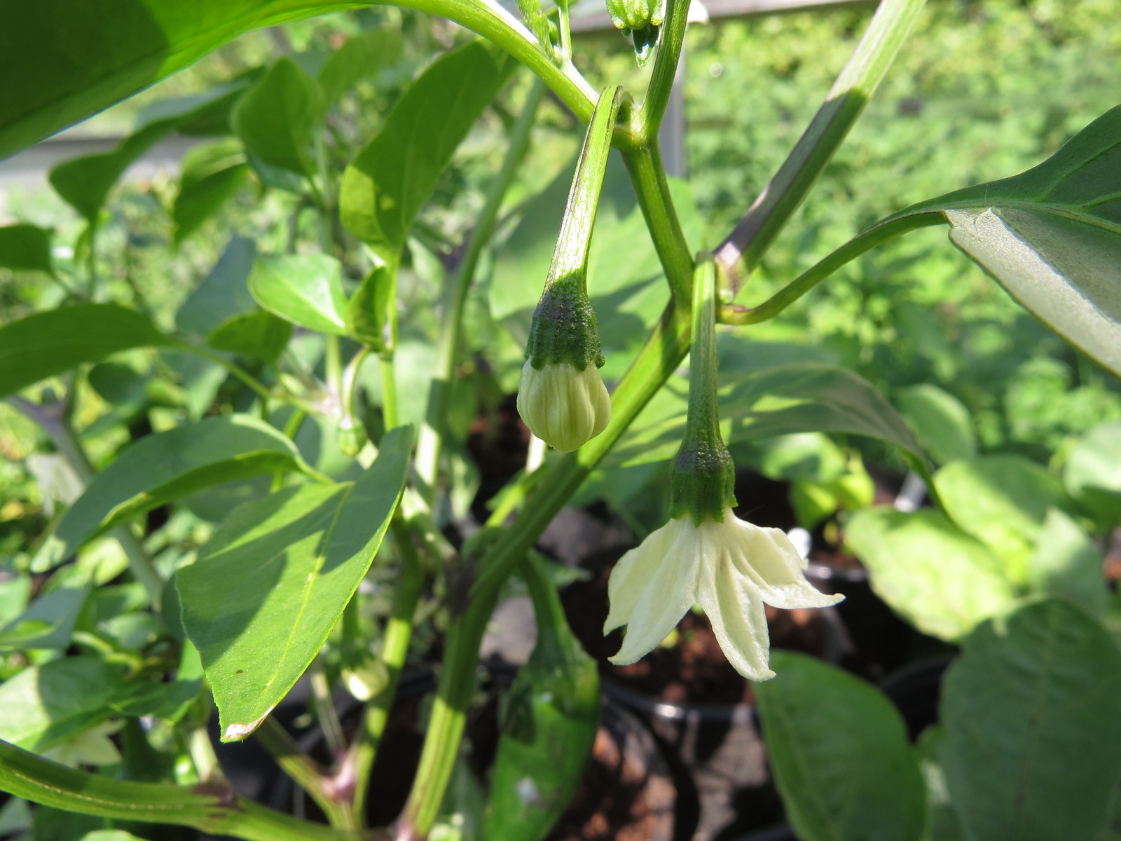 Growing Food, Saving Seeds Glueing chilli flowers, a way to save pure