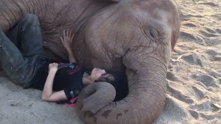 White Wolf : Caretaker Snuggles Up With Rescued Elephant to Help Him Feel  Safe