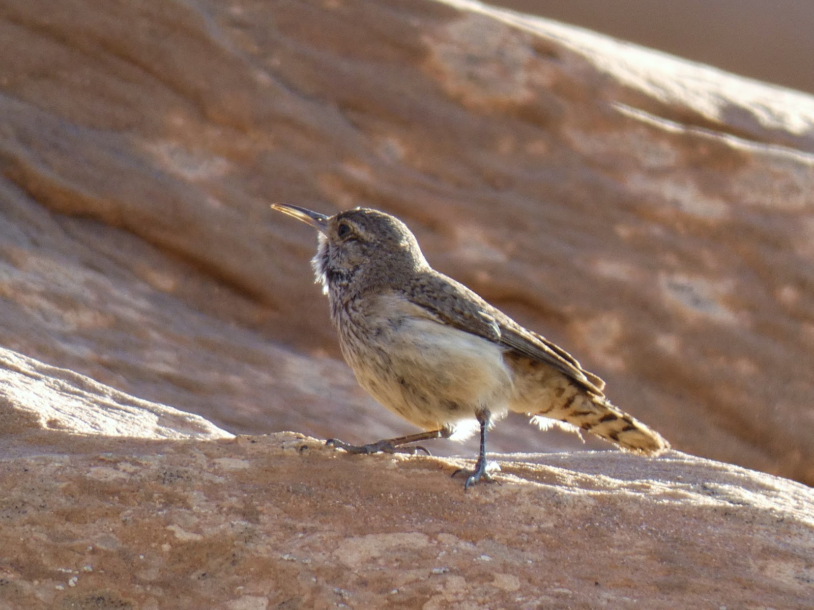 Geotripper's California Birds Rock Wren in the Devil's Garden at