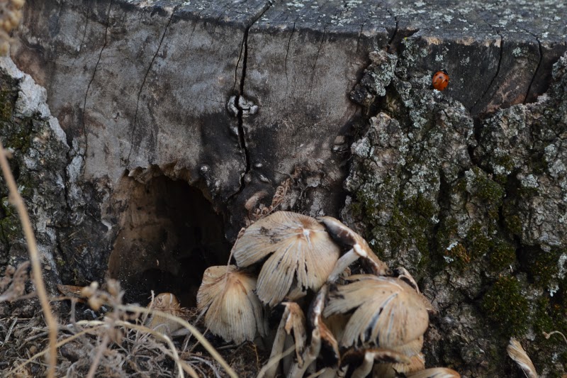 Wien Im November Tag 1 Tasteboykott