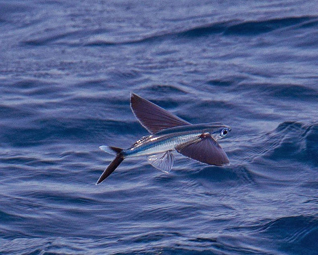 Exocoetidae: El pescado que vuela