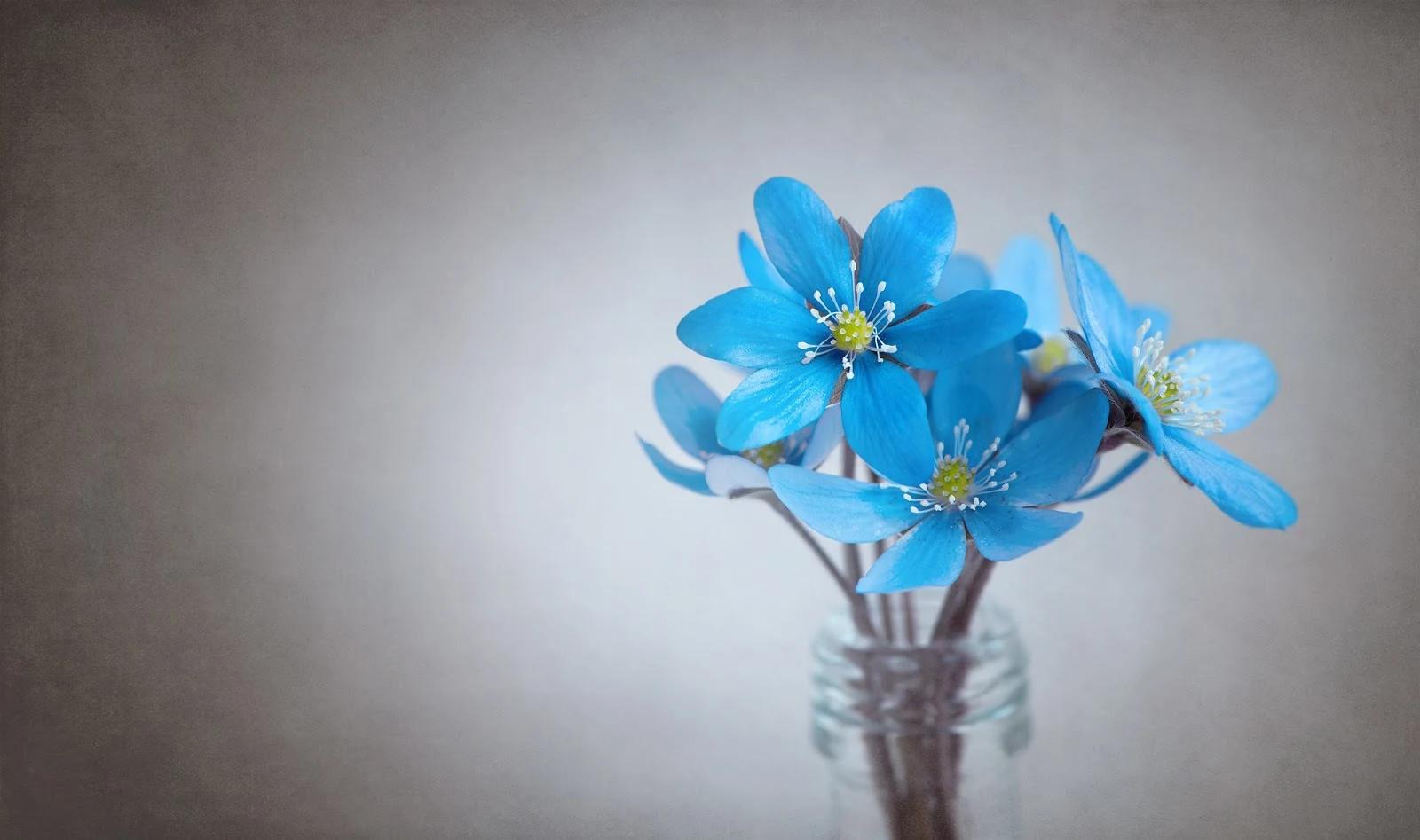 硝子の花瓶の青い雪割草の花々