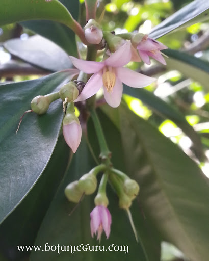 Ardisia crispa, Coral Berry