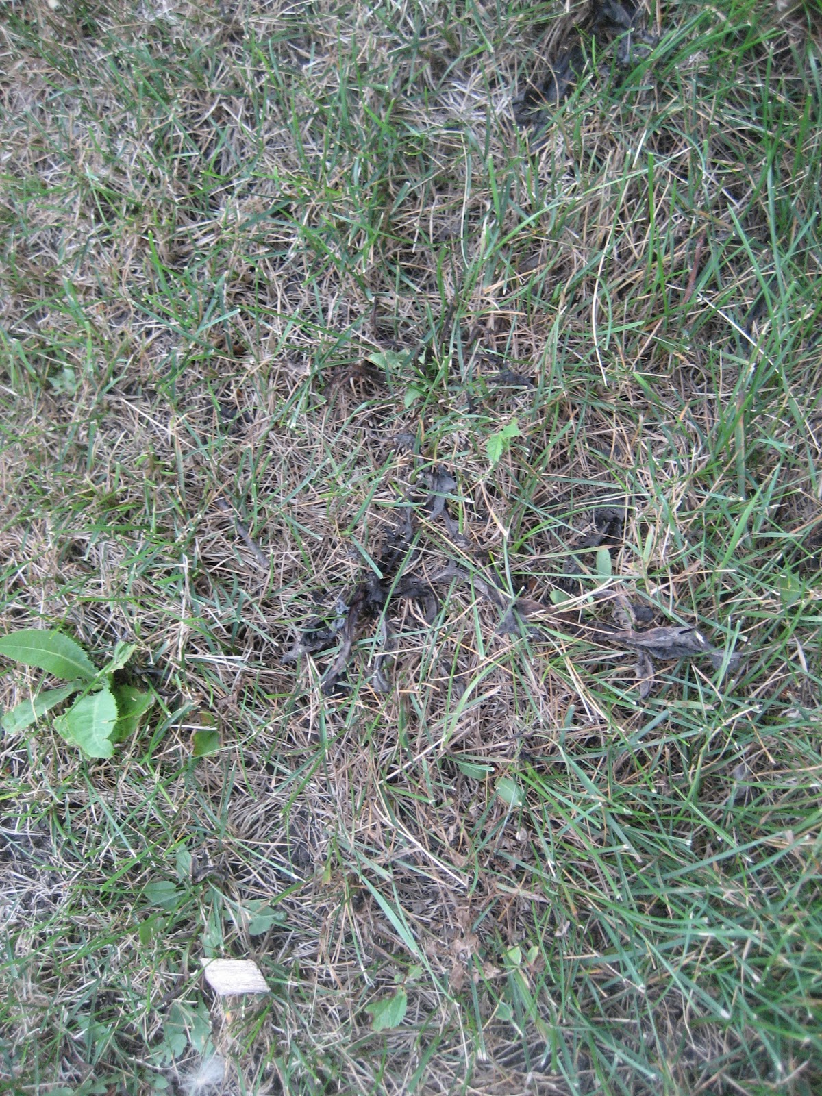 Deaf Dogs and Benevolent Gnomes Iron X Weed Killer