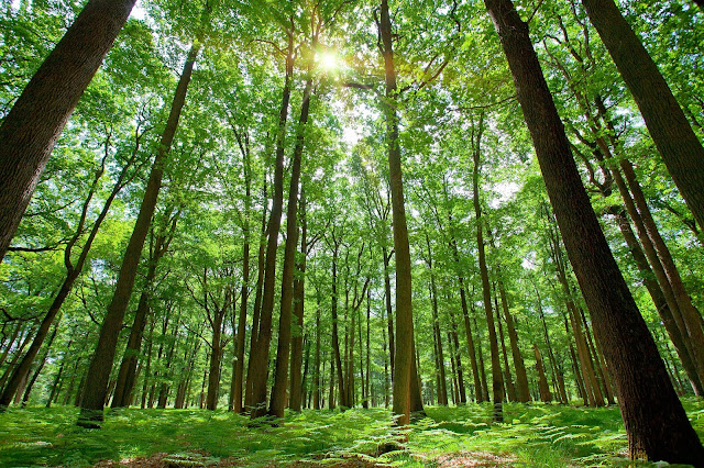 Video on Tropical Thorn Forest