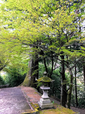 【日帰り吉方位旅行】金運アップの金櫻神社と鬱金の桜