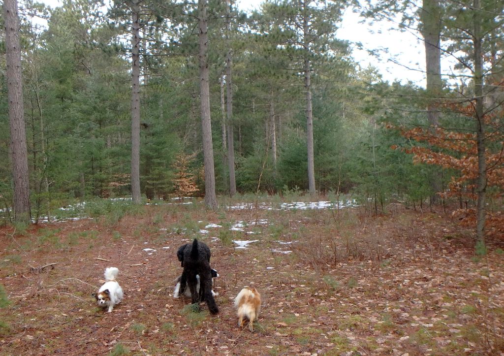 Windswept Adventure Brasher State Forest During A Midwinter Thaw, Part 1