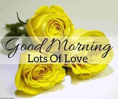 good morning rose images