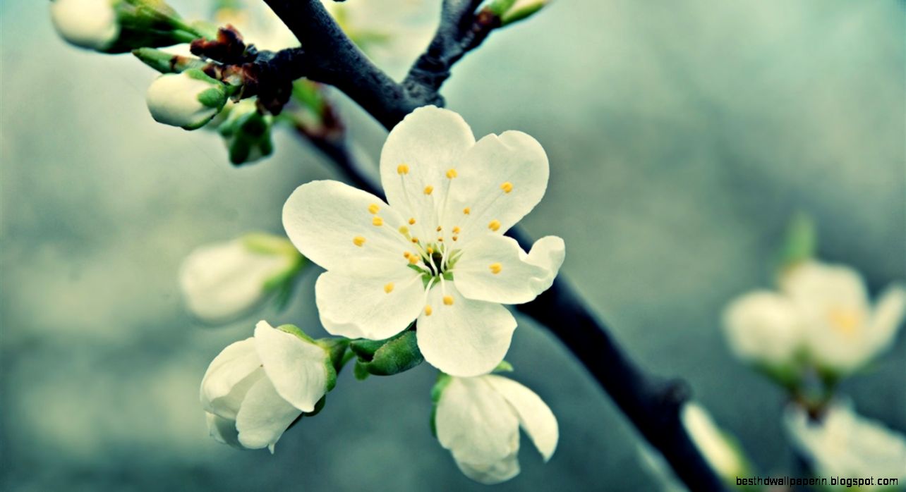 beautiful white flowers flower macro photography Wallpapers