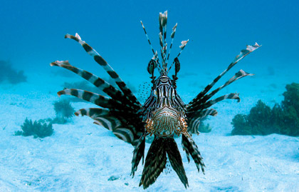 سمكة البحر البحر الأحمر deep-ecology1.jpg
