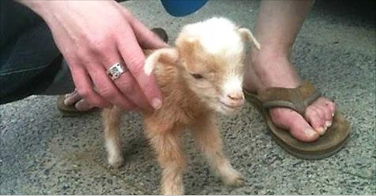 This Baby Goat Can't Stop Jumping All Over The Place