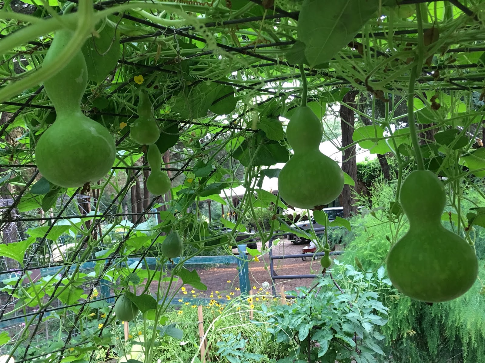Lisa Bonassin's Garden Birdhouse Gourd Vine June 2, 2018