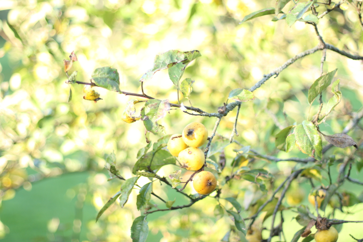 GREY LEMON: 2011