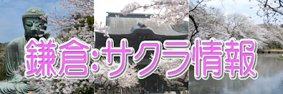 鎌倉：桜の名所