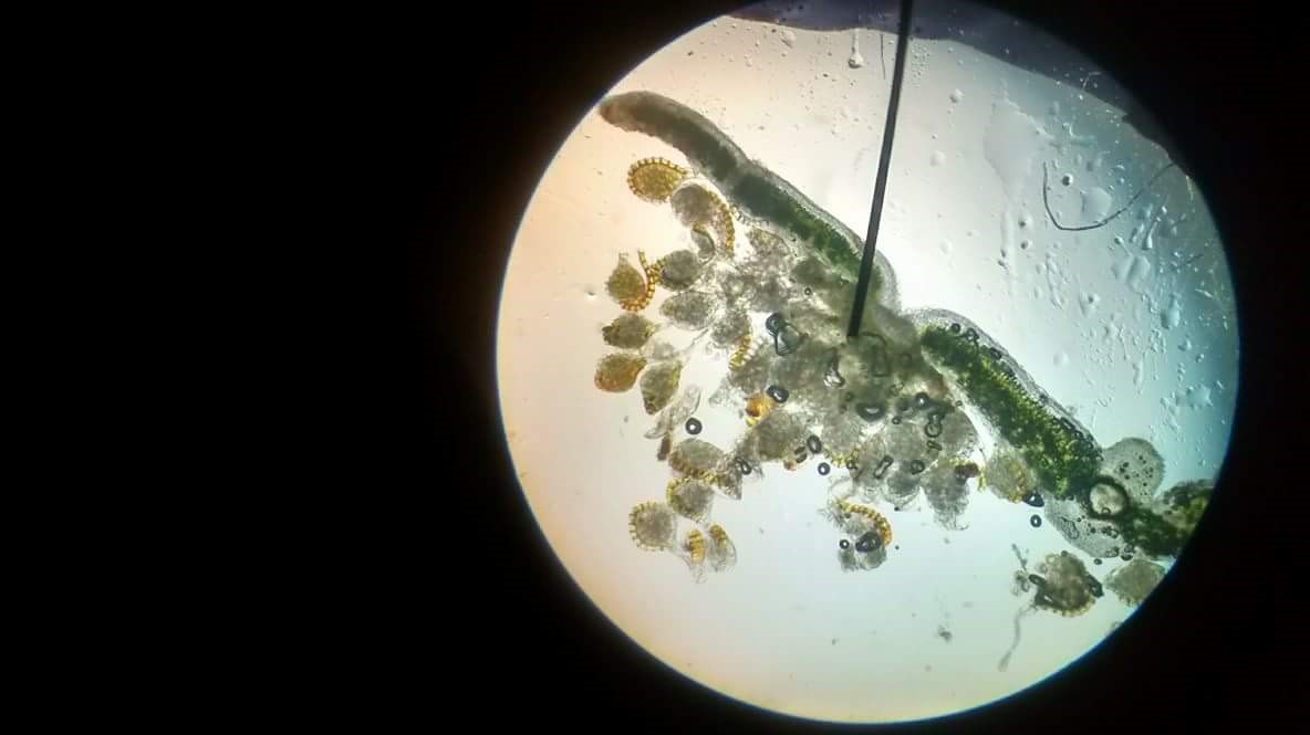 BIOLOGIA VEGETAL II (PLANTAS VASCULARES)