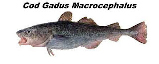 Cod Gadus Macrocephalus, o bacalhau do Pacífico