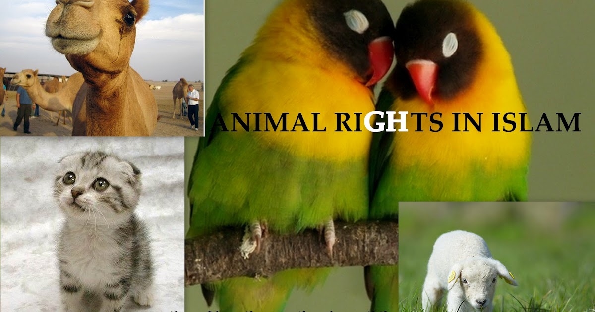 ANIMAL RIGHTS ONLY IN ISLAM | The Final Revelation