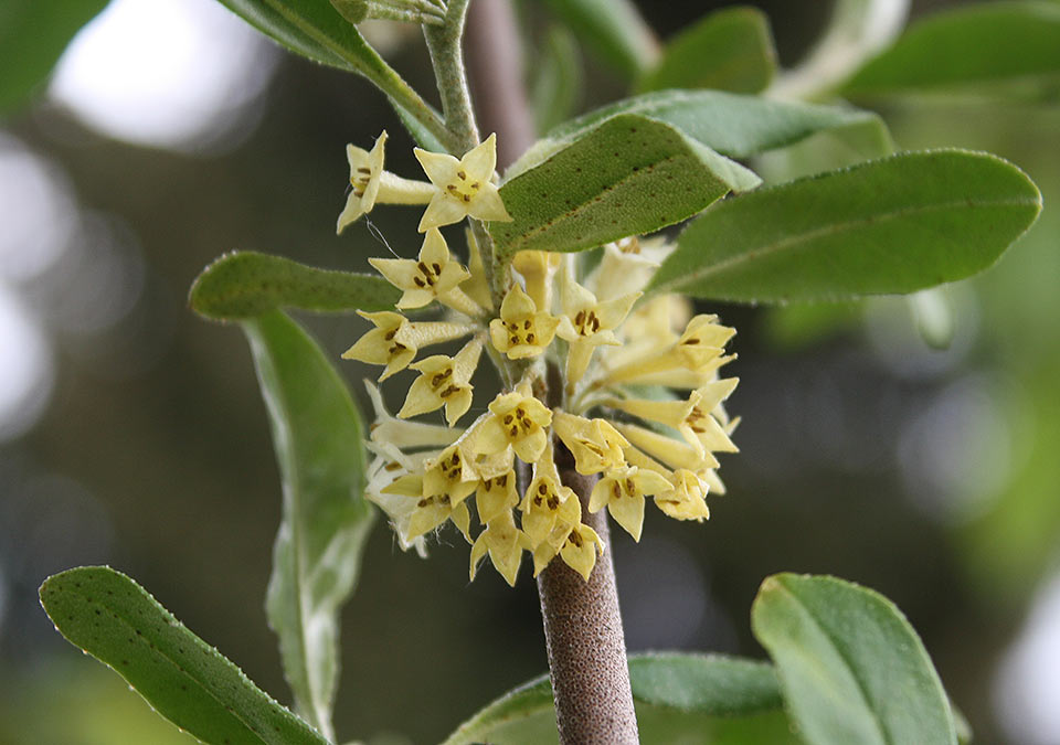 Gartenzone SchirmÖlweide, Elaeagnus Umbellata, Teil 1 Im Garten