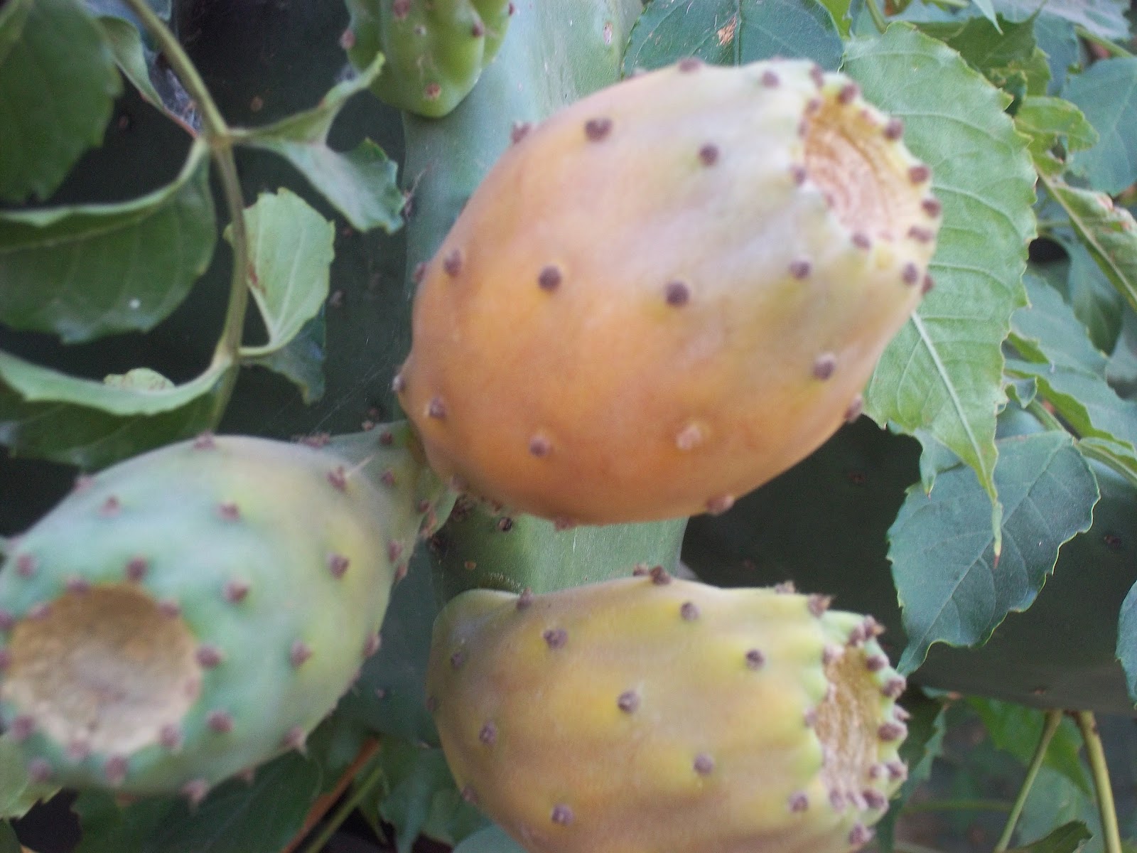 Veil Of Maya Art TunaFruit of the Nopal (CACTUS FRUIT)
