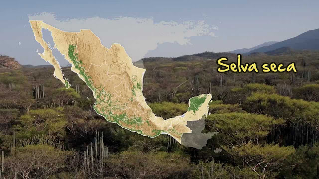 Ecosistemas Mexicanos: Selvas Secas