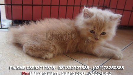 Hamster Dan Kucing Persia Murah Surabaya: 07/01/2014 - 08/01/2014