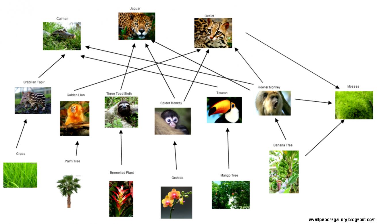Gliffy Diagram  Amazon rainforest food web