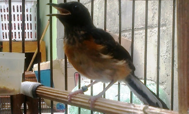 Daftar Harga Murai Batu Lampung Anakan Terbaru 2017