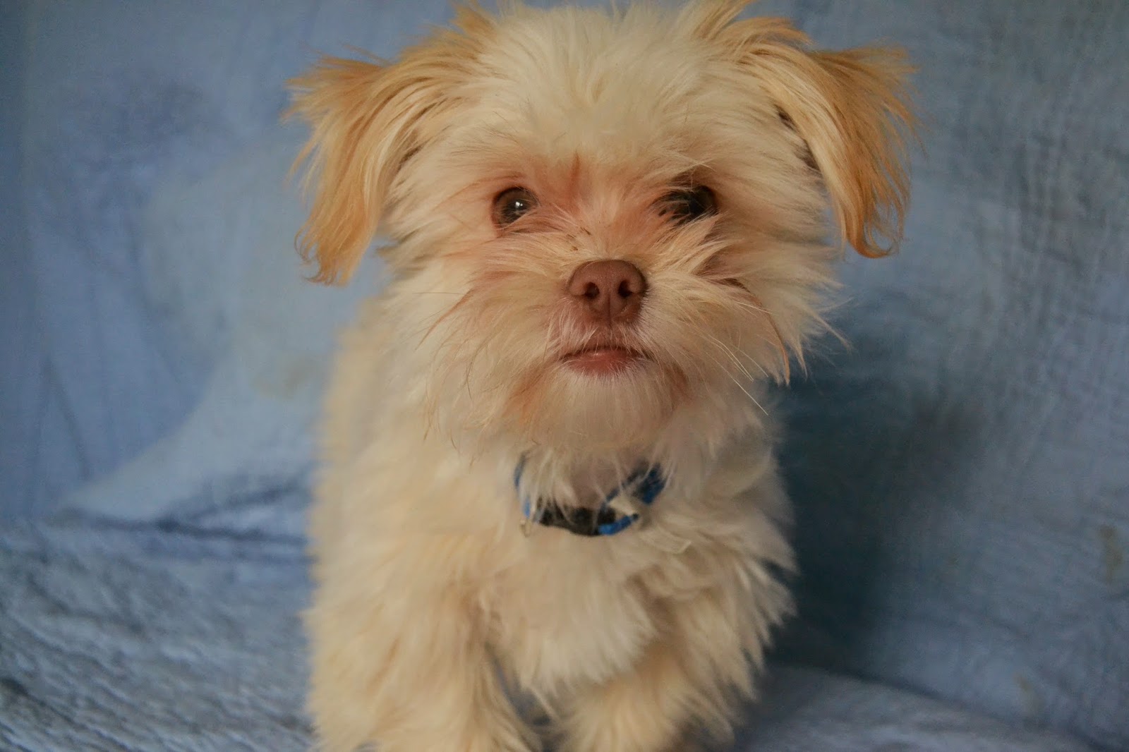 My box of chocolates The fur kids