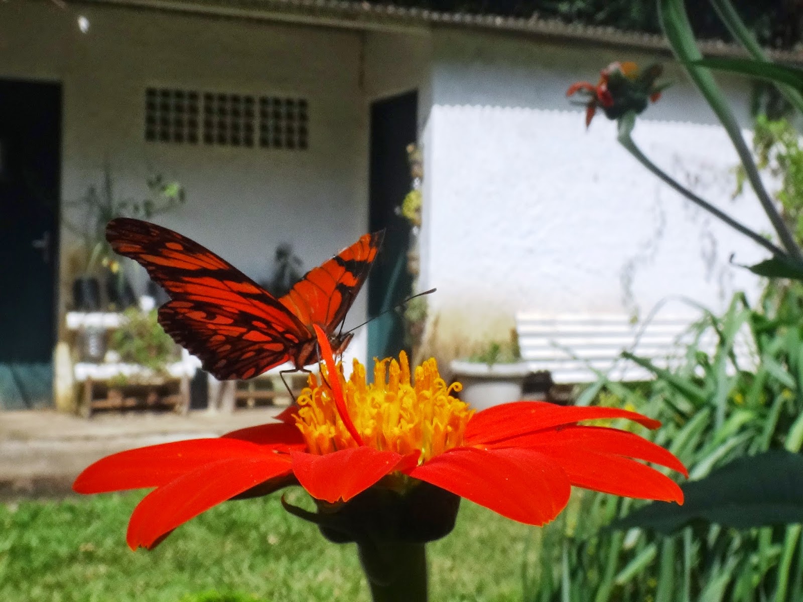 Uma flor por dia: Titônia