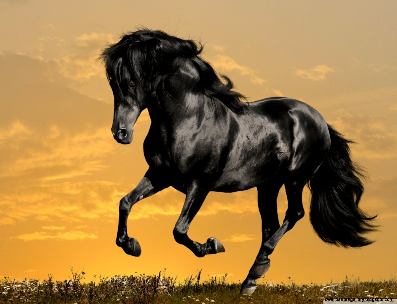 Black Stallion Horse Running