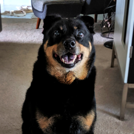 image of Zelda the Black and Tan Mutt, sitting and looking up at me with a big grin on her face