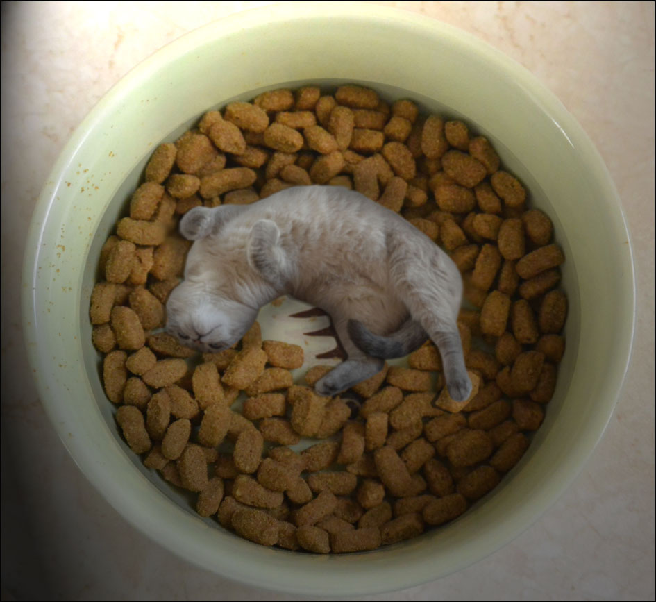 Mon Chaton Ne Mache Pas Ses Croquettes Journal d'un chat : les aventures d'Eirwena: Eirwena et les croquettes
