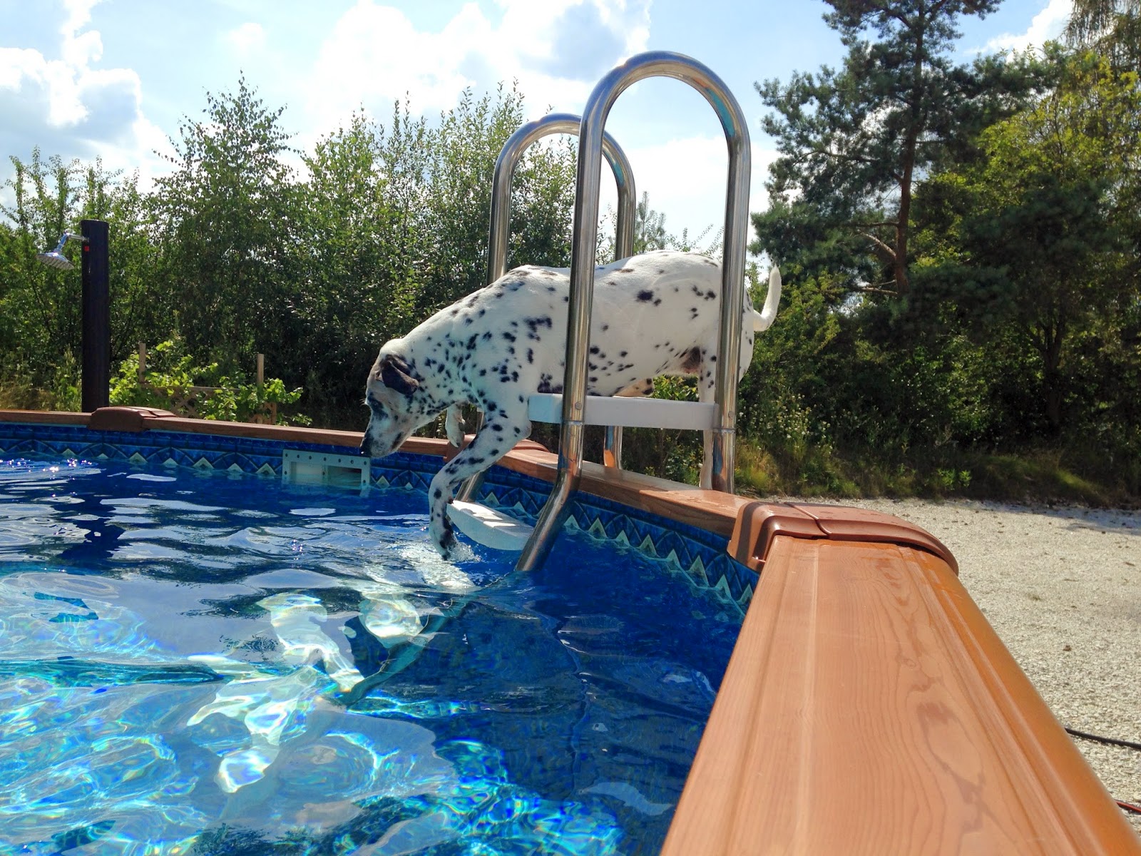 Die Alltagsgourmets Mein Hund ist ein Fischotter