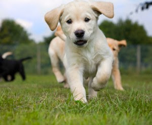 Running Crazy Puppy Dog