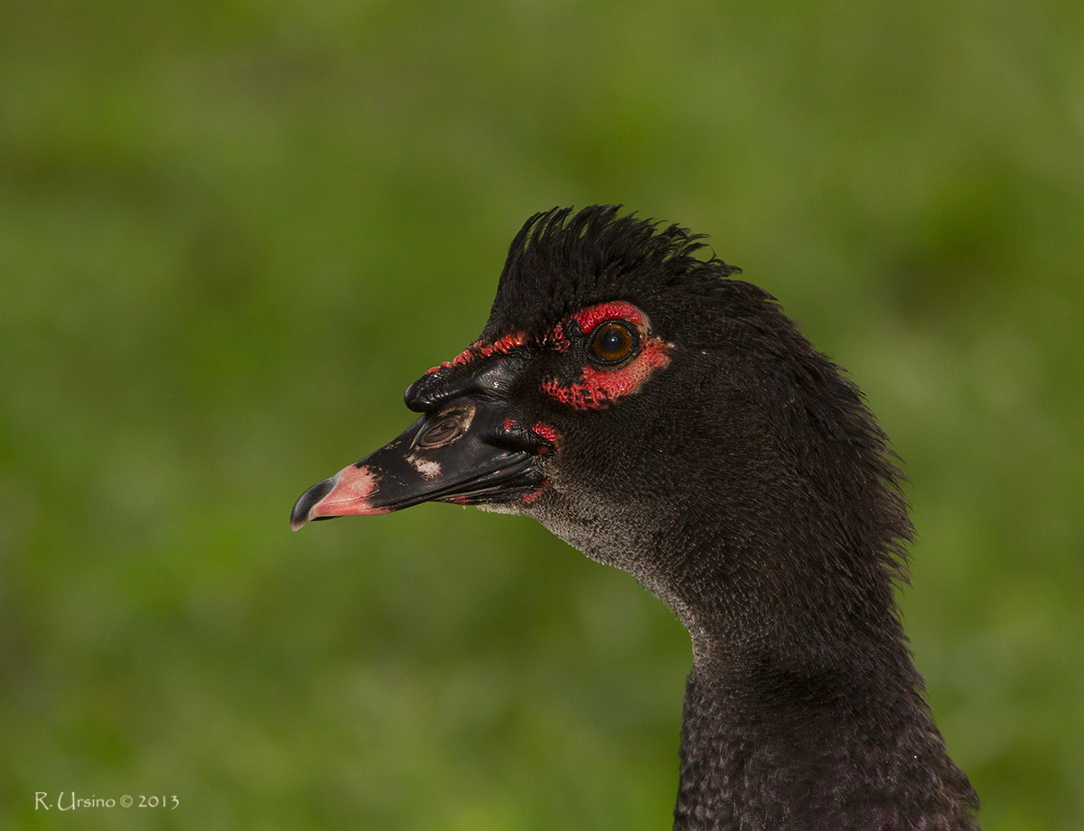 AVES NUESTRAS PATO REAL