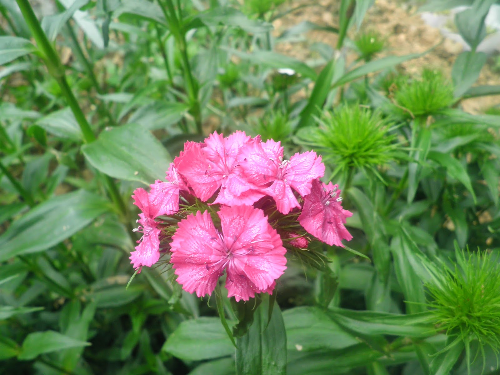 How and Why I Put Urine To Good Use in My Garden