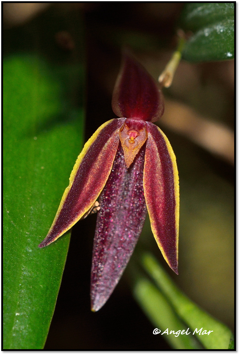 Orquídeas Blog de Angel Mar: Pleurothallis lindenii (Primera floración)