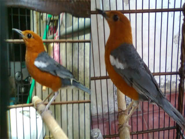 Ciri Burung Anis Merah Jantan Dan Betina