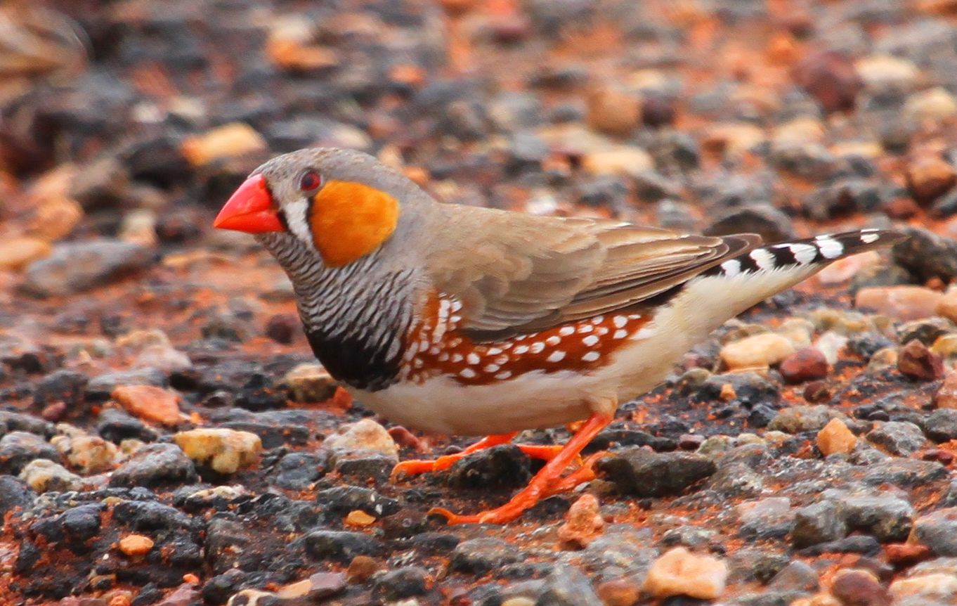 Richard Waring's Birds of Australia Zebra Finch Frenzy near Yulara photos and video