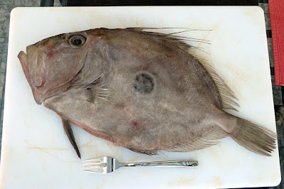 kulinarische-welten-zu-fisch-und-meeresfrucht-sankt-petersfisch