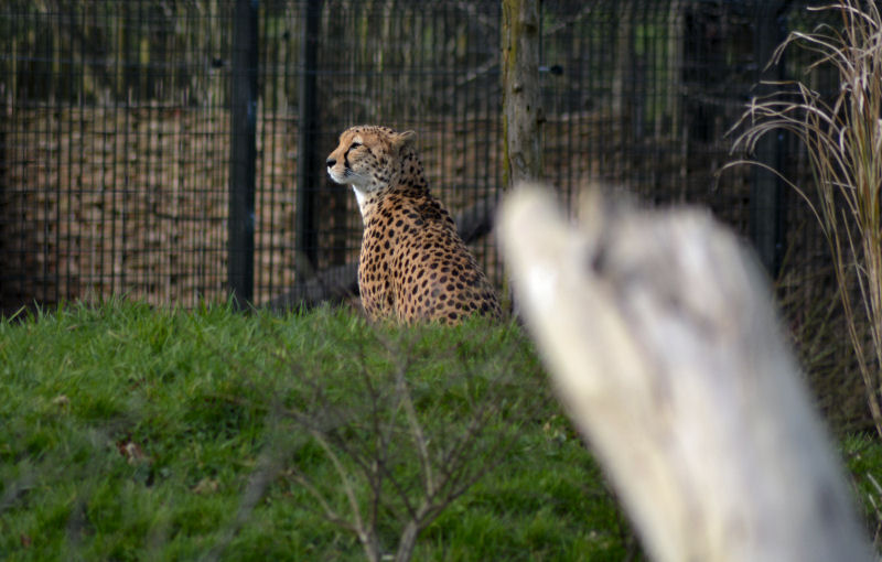 Chester Zoo Cheetah