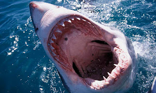 Can adults begin to grow their loss tooth again? Sharks do.