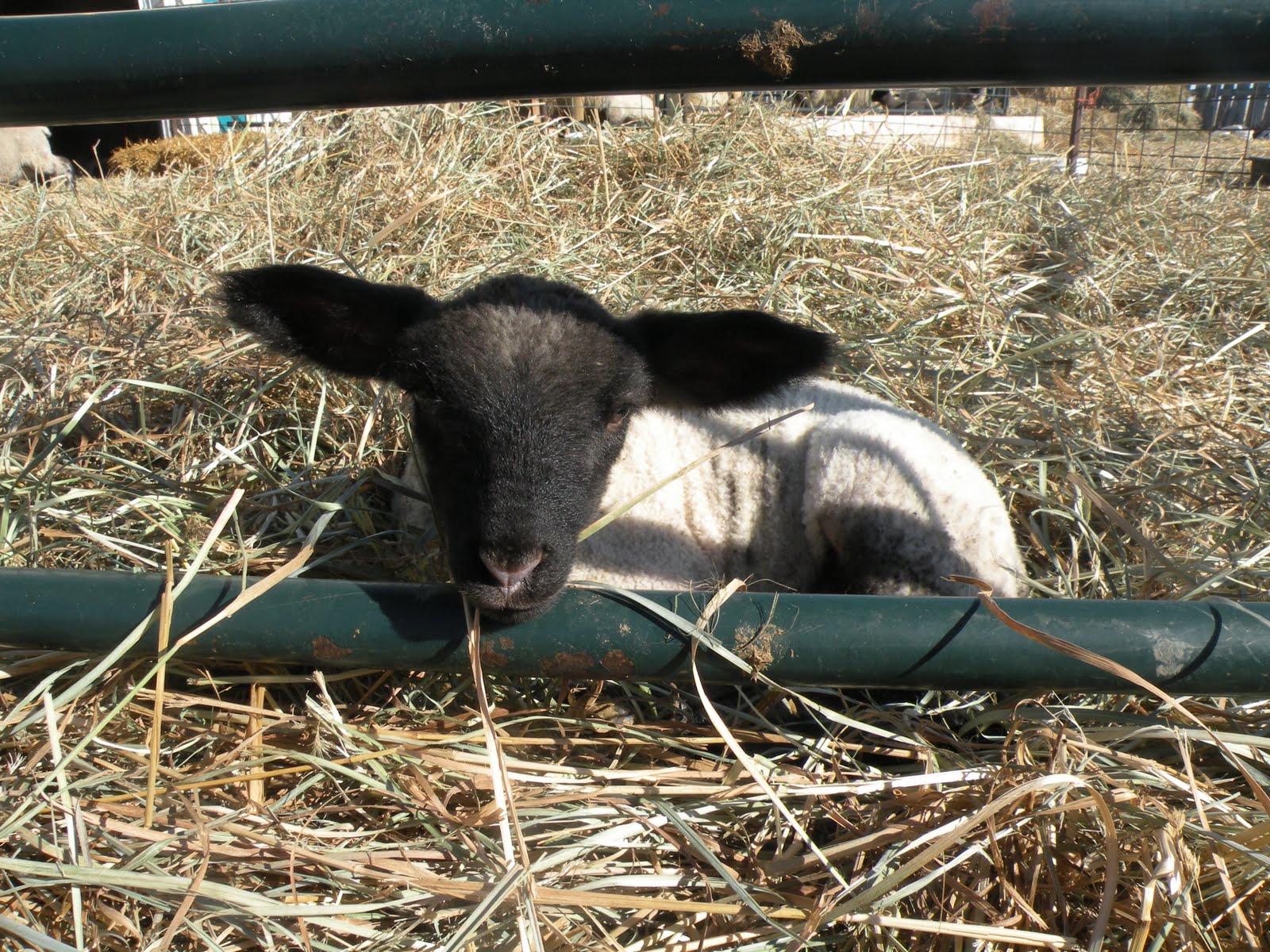 Prairie Winds Hampshires: Ten Things You Didn't Know About Sheep