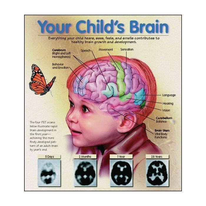 Dr Johan Prinsloo Homeopath Your Child's Brain Development